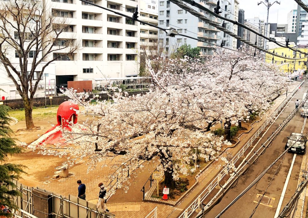 恵比寿　桜